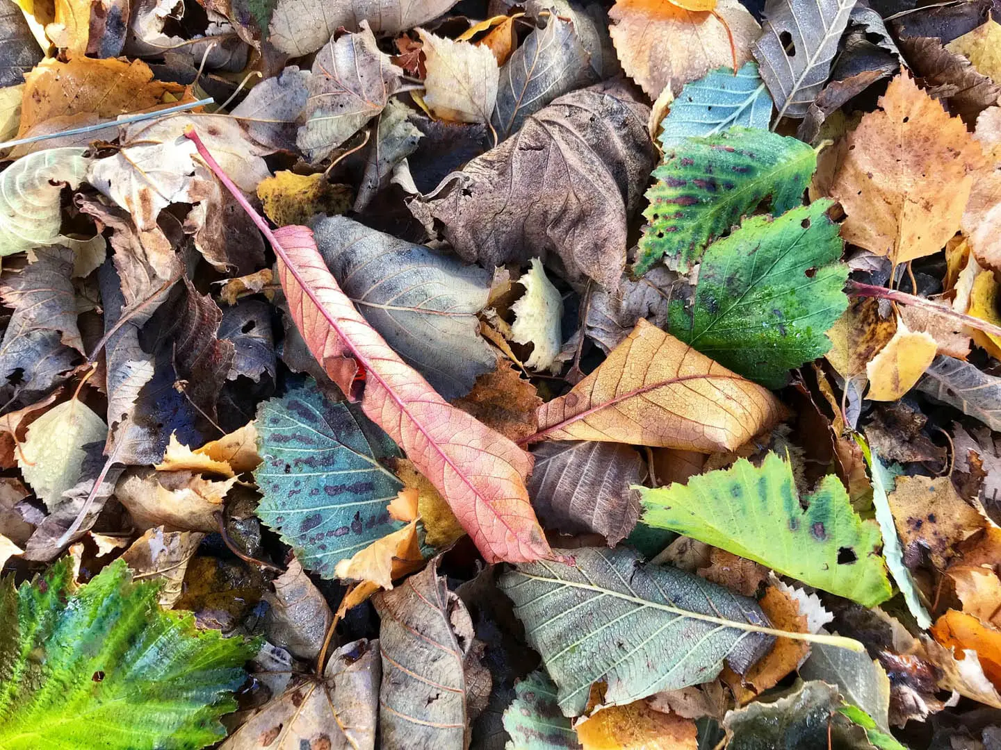 natural autumn leaves that have fallen to the ground