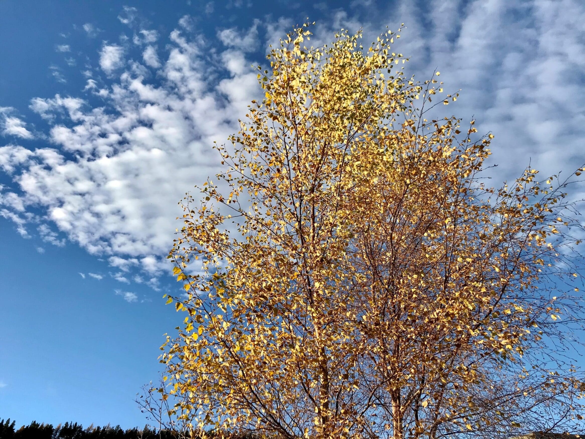 Tree in blue sky