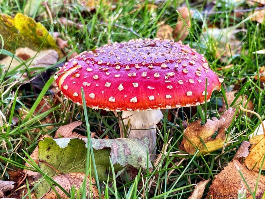 a poisonous mushroom