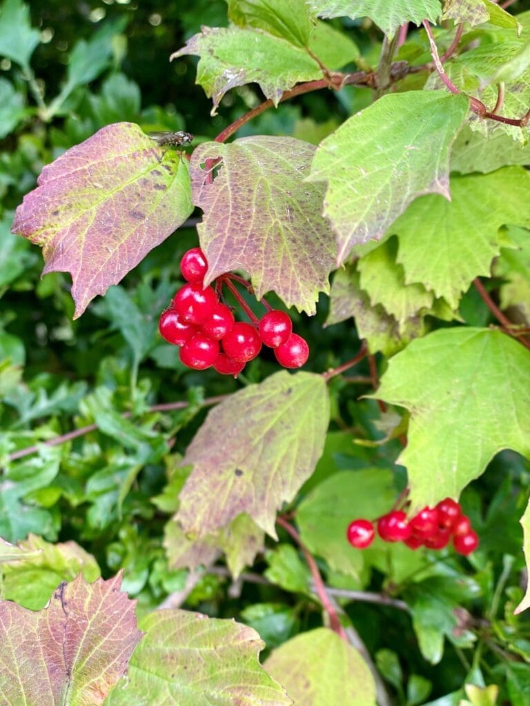 Red Berries on plant
