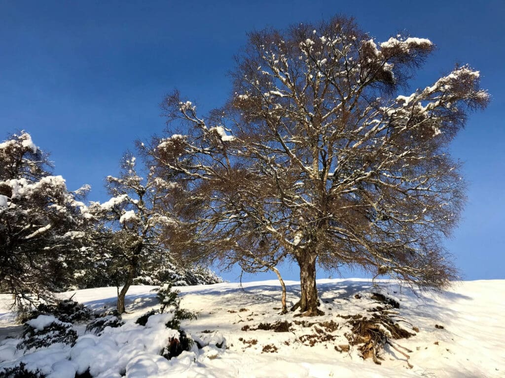 Snow covered trees