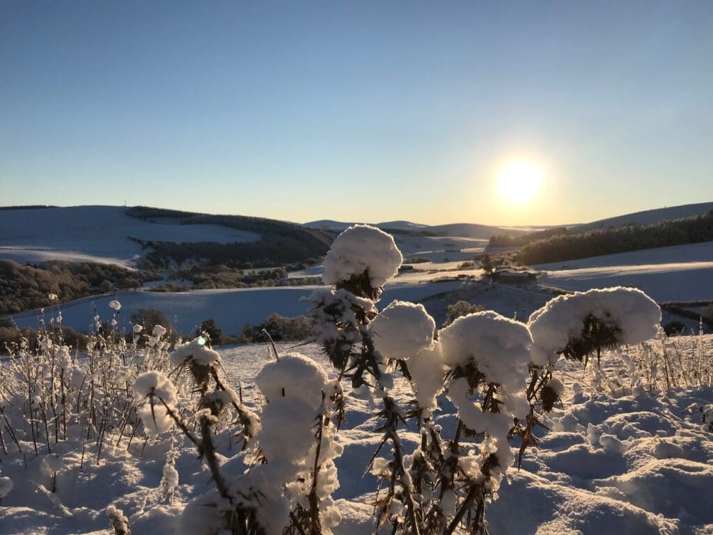 Plants covered in snow